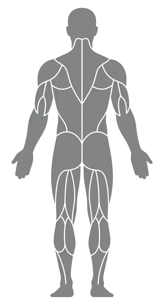 Body back view